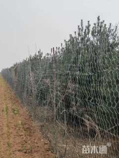 高度2500厘米白皮松