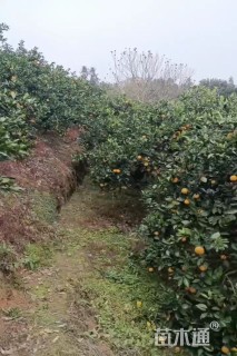 高度250厘米冰糖橙