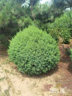 冠幅120厘米蜀桧柏球