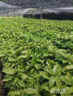 高度40厘米洒金珊瑚