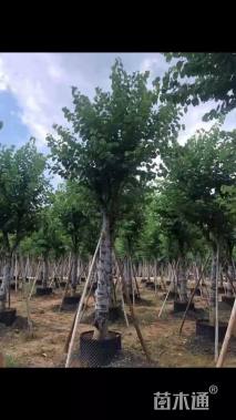 高度300厘米紫荆