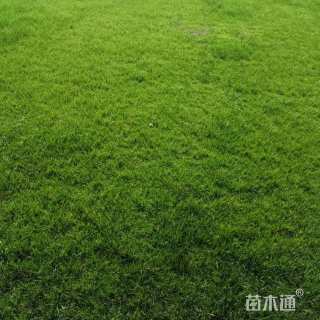草毯