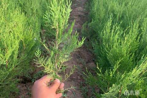 高度40厘米侧柏