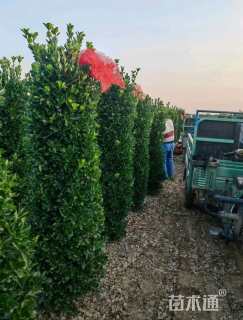 高度200厘米大叶黄杨柱