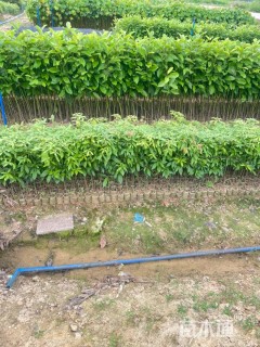 0.4公分金丝楠木