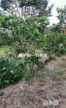11公分柚子树