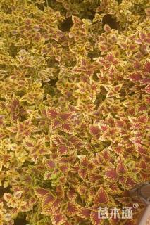 高度20厘米彩叶草