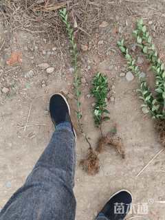 高度45厘米卫矛