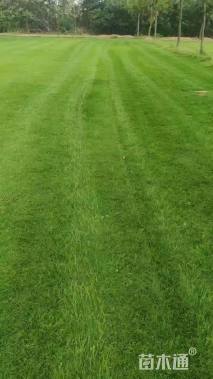 草毯状百慕大草