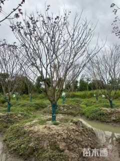 18公分中国红枫