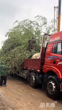 高度800厘米丛生河桦