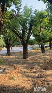 40公分柿树