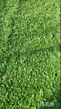 高度5厘米姬岩垂草