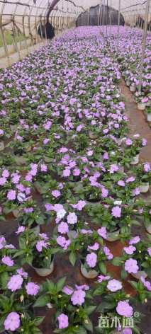 高度20厘米凤仙花