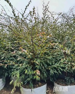 微花莲蕊茶