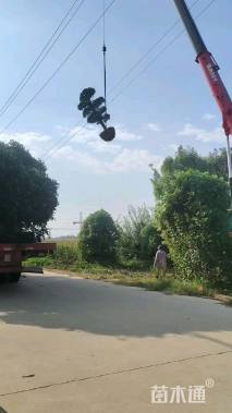 15公分对节白蜡