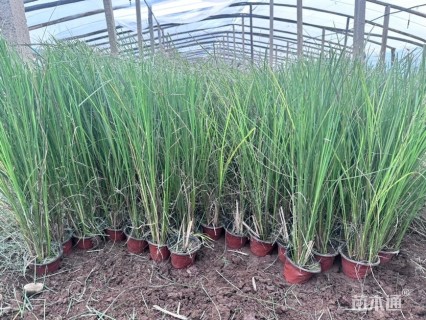 高度40厘米细叶芒