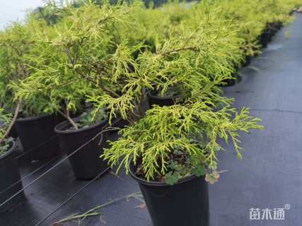 高度30厘米黄金花柏