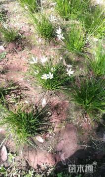 高度20厘米葱兰