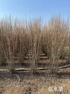 高度100厘米丛生木槿