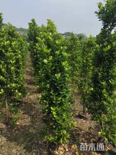 高度180厘米火山榕