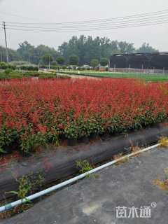 高度40厘米一串红