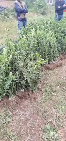 高度40厘米大叶黄杨