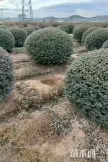 冠幅90厘米茶梅球