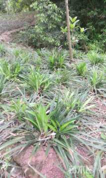 高度30厘米阔叶麦冬