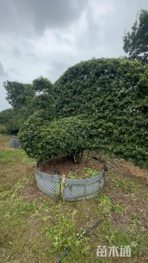 高度300厘米火棘