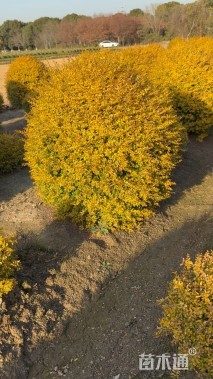 冠幅180厘米亮晶女贞球