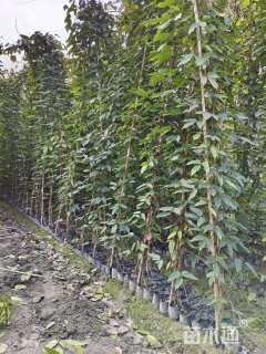 260厘米常春油麻藤