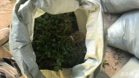 高度15厘米富贵草