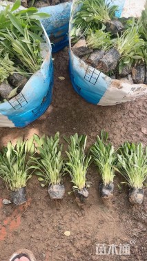 高度30厘米金鸡菊