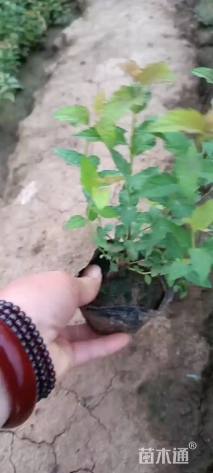 高度20厘米金焰绣线菊