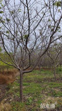 10公分红粉佳人樱