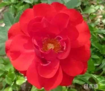 高度40厘米月季