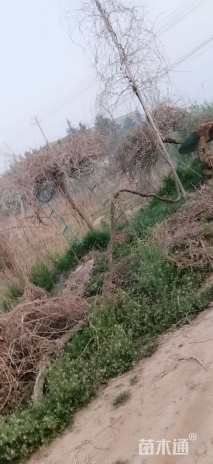 900厘米多花紫藤