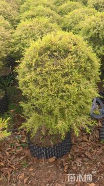 冠幅70厘米千层金球