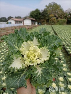 高度15厘米羽衣甘蓝