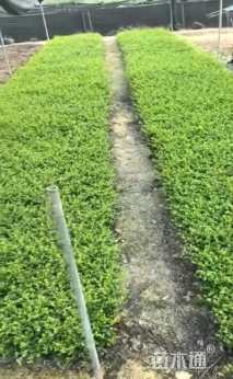 高度25厘米福建茶