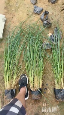 高度80厘米紫穗狼尾草