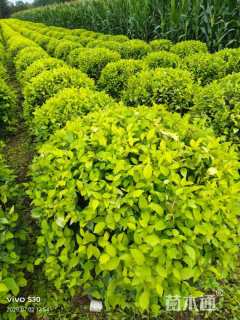 冠幅120厘米金叶榆球