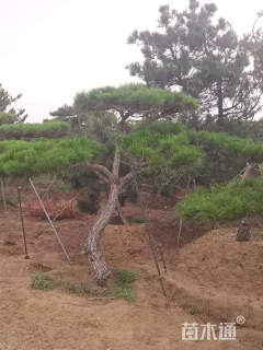 18公分造型赤松