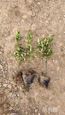 高度40厘米大叶黄杨