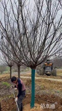 13公分日本晚樱