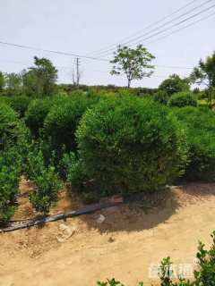 冠幅80厘米瓜子黄杨球