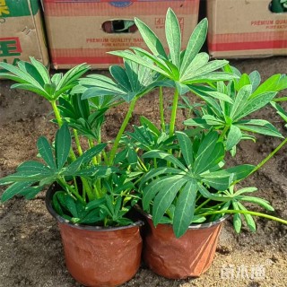 高度30厘米羽扇豆