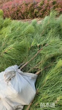 高度120厘米湿地松小苗