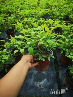 25厘米火焰南天竹